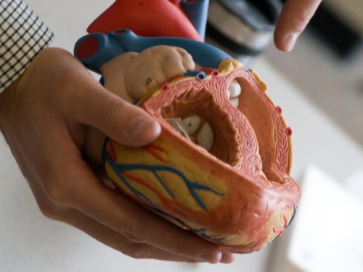 Image of a heart model